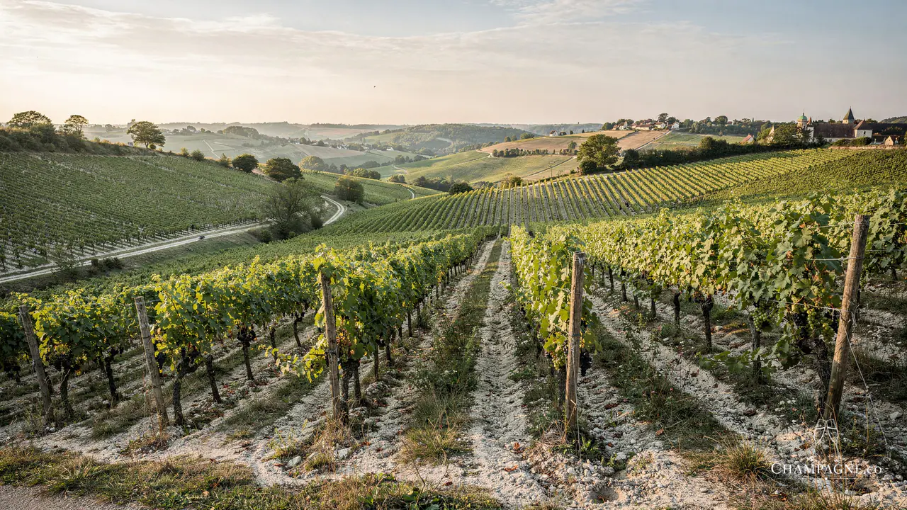 Frerejean Frères — Champagne producer profile image.
