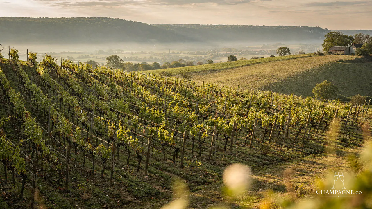 Fresnet-Juillet — Champagne producer profile image.