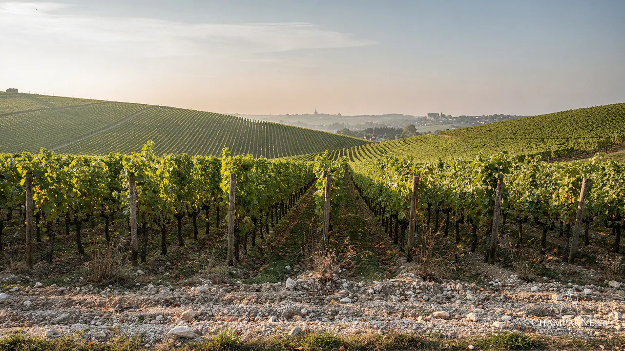 G.H. Martel & Co — Champagne producer profile image.