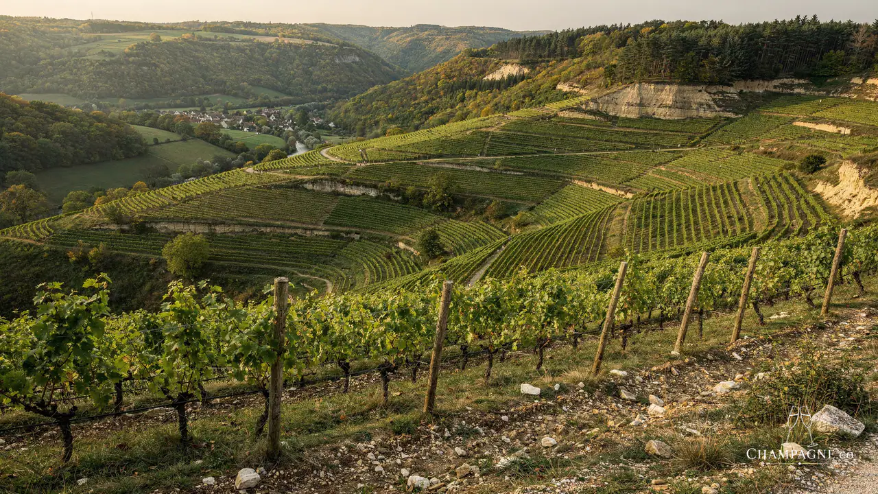 Gallimard — Champagne producer profile image.