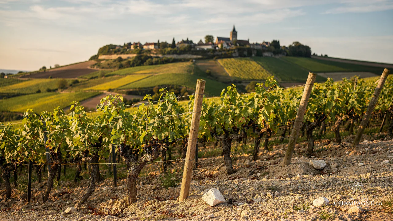 Gaspard Brochet — Champagne producer profile image.