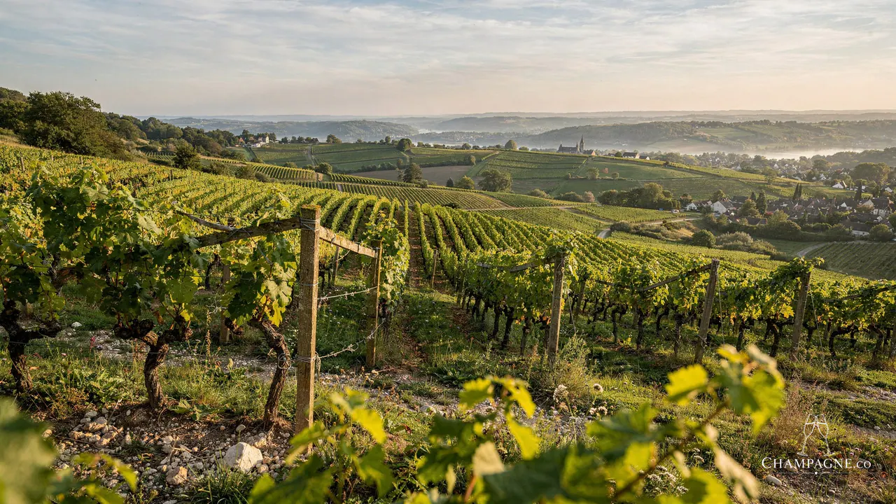 Gaston Chiquet — Champagne producer profile image.