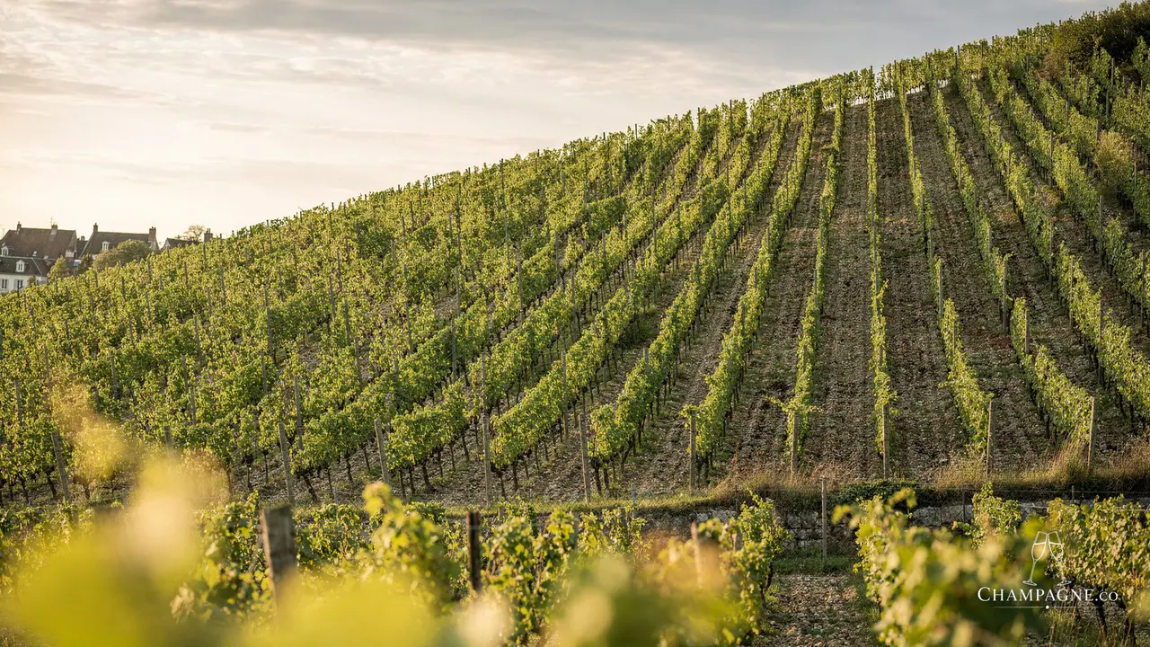 Gatinois — Champagne producer profile image.