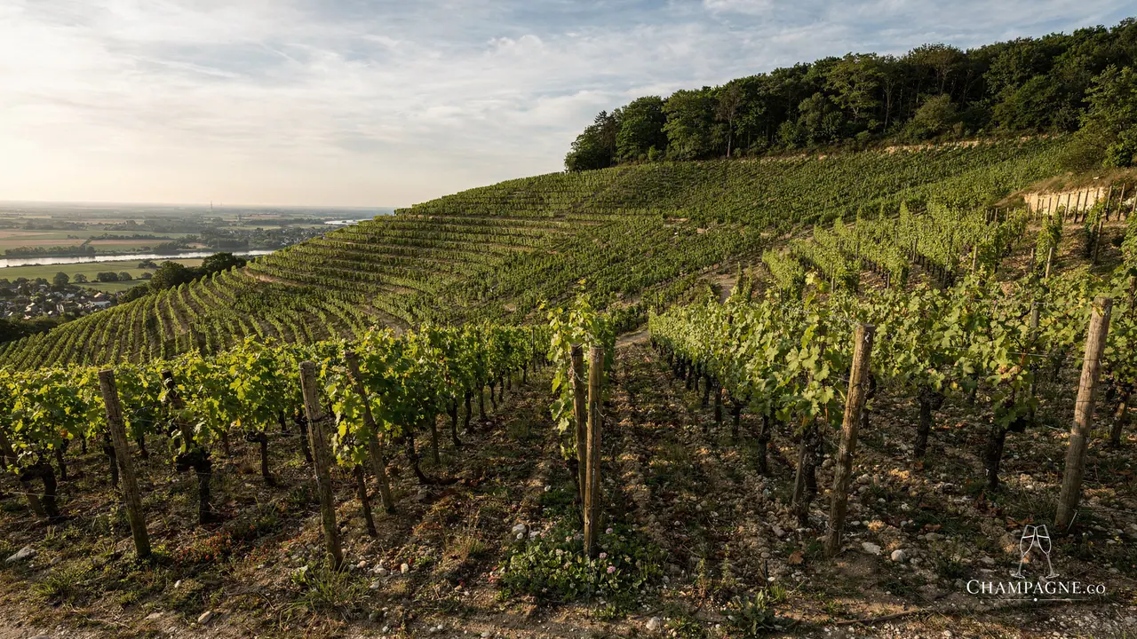 Georges Laval — Champagne producer profile image.