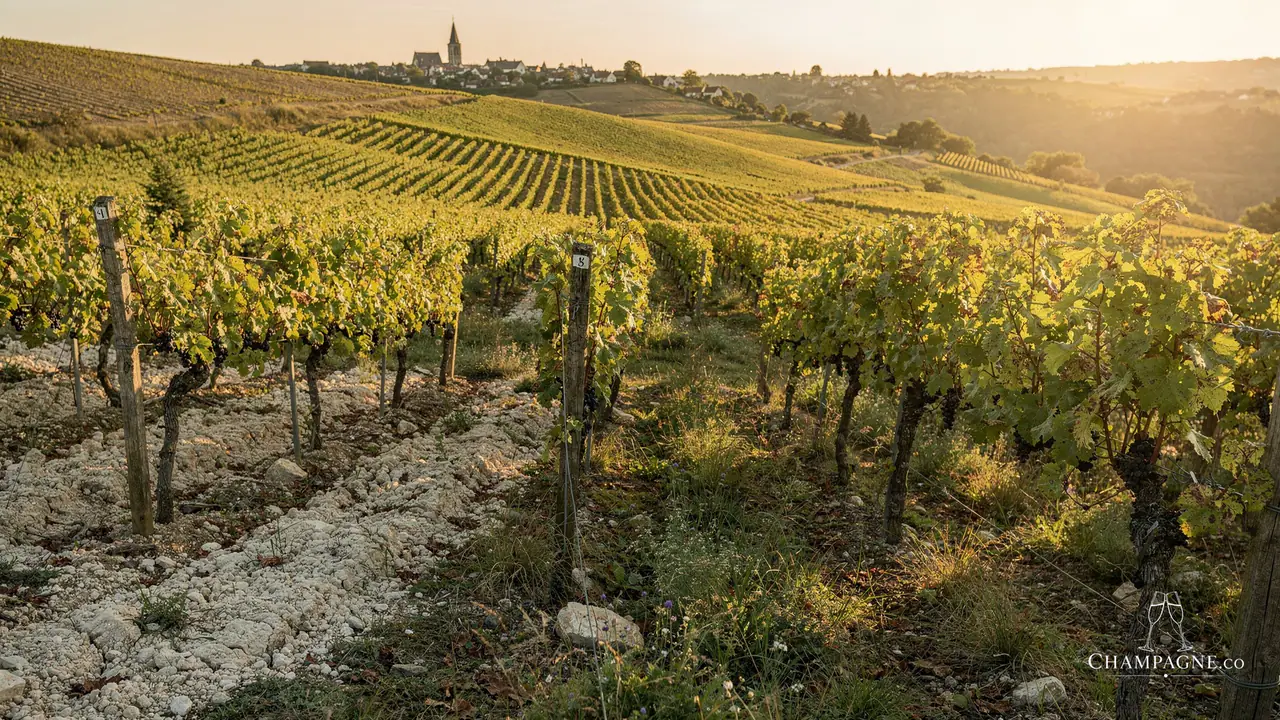 Georges Rémy — Champagne producer profile image.