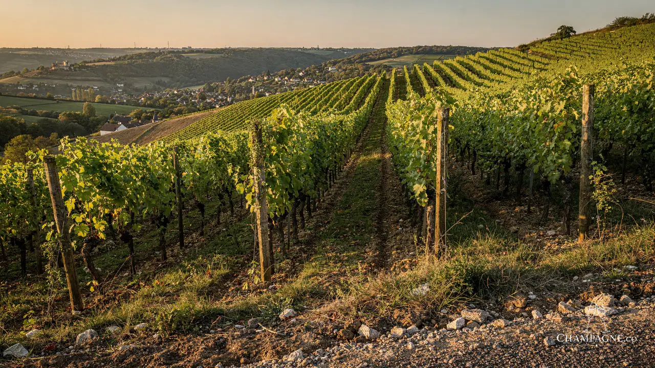 Georges Vesselle — Champagne producer profile image.