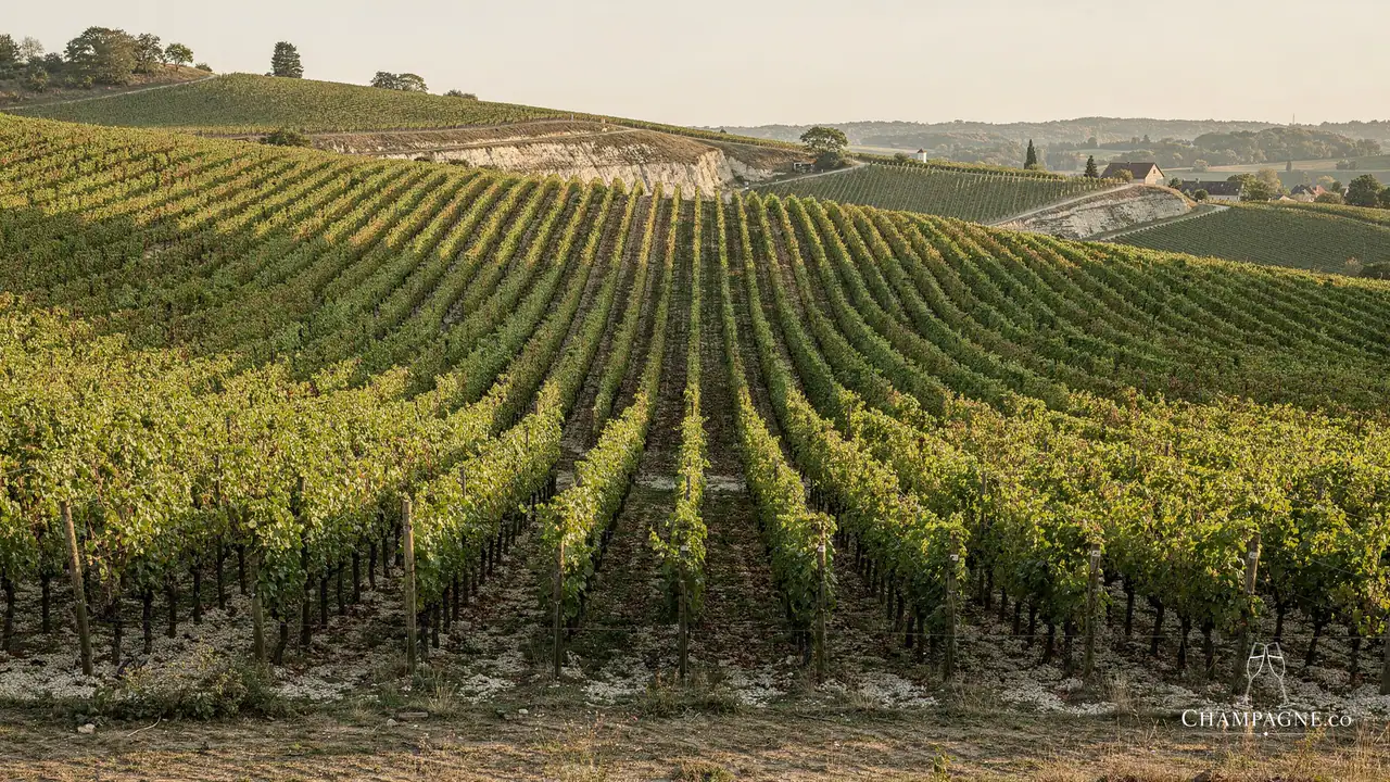 Gonet-Médeville — Champagne producer profile image.