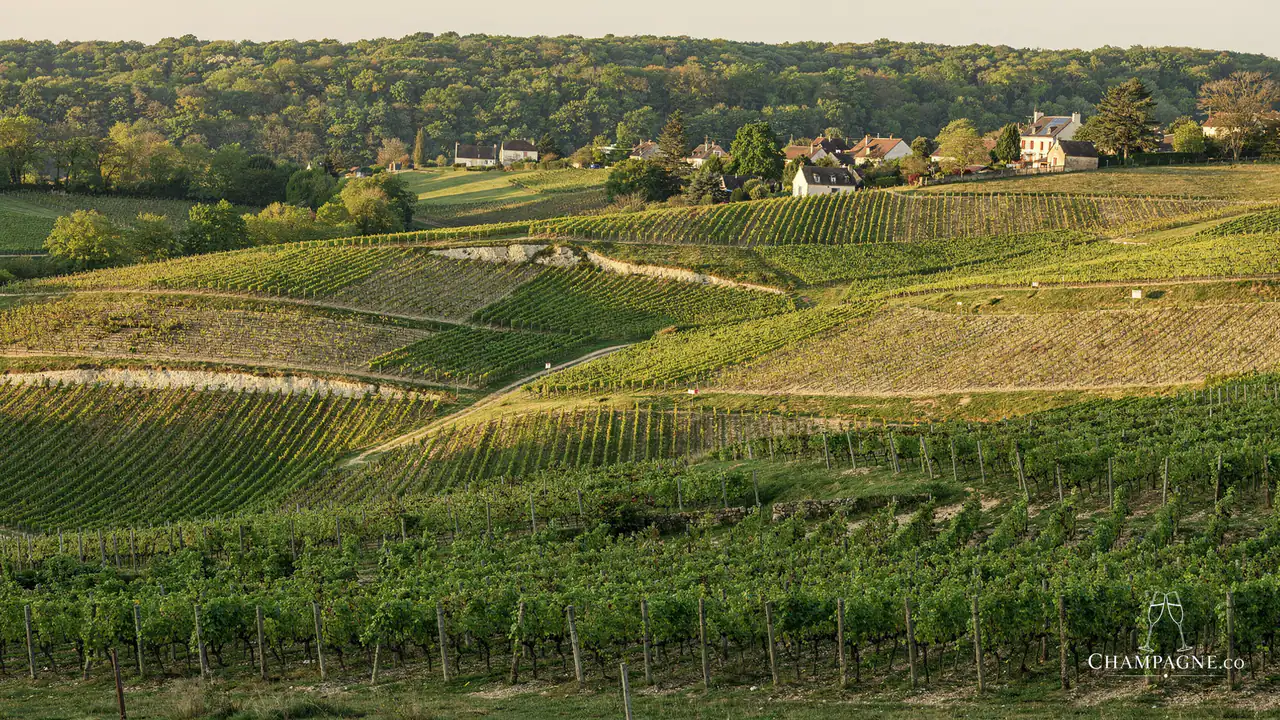 Gounel-Lassalle — Champagne producer profile image.