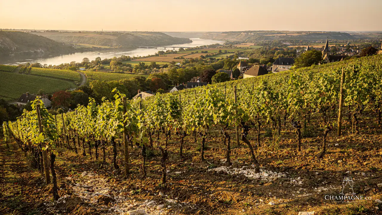 Goutorbe-Bouillot — Champagne producer profile image.