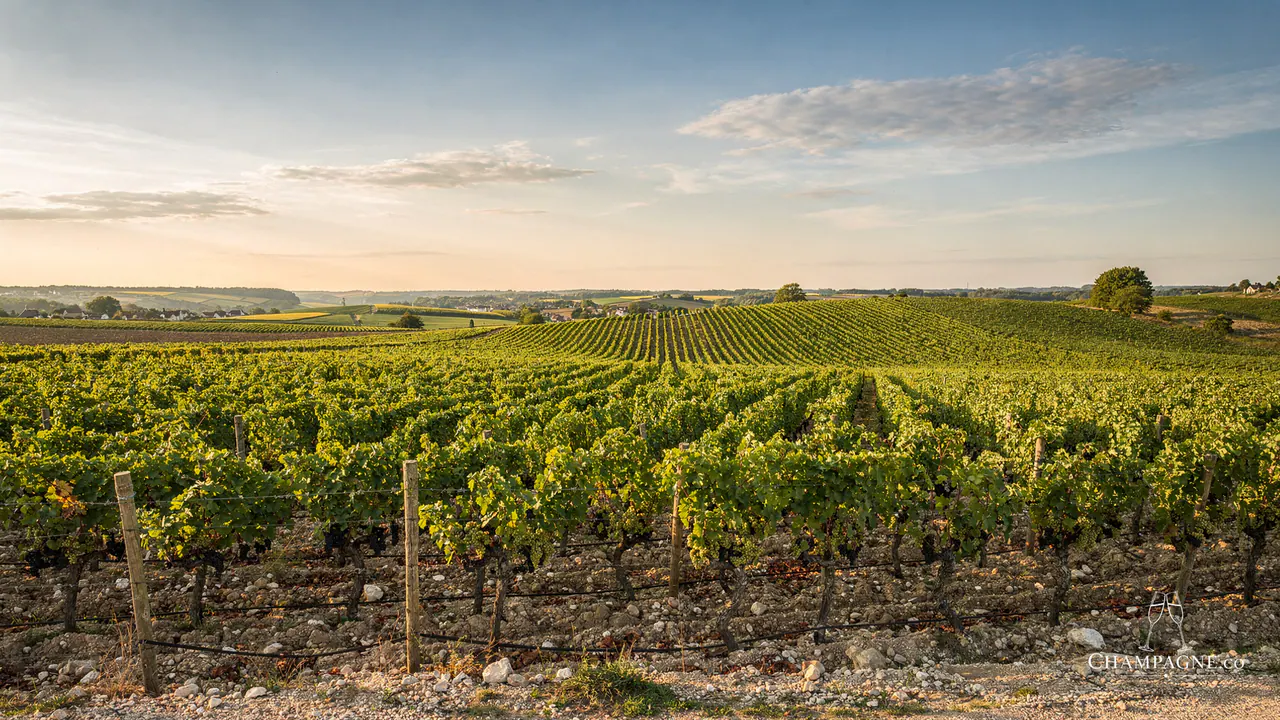 Grongnet — Champagne producer profile image.