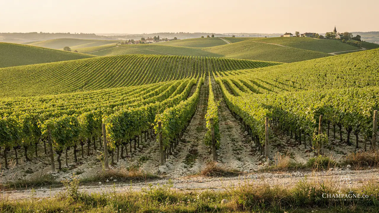 Guiborat Fils — Champagne producer profile image.