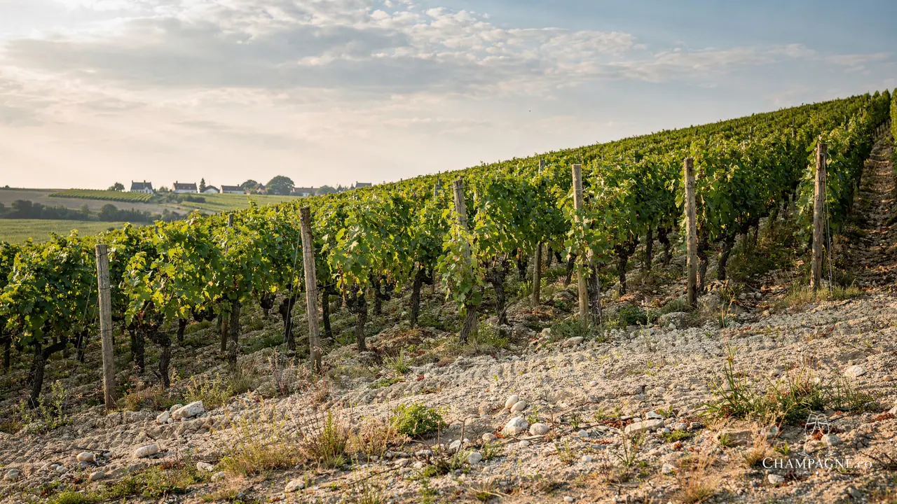 Guillaume Sergent — Champagne producer profile image.