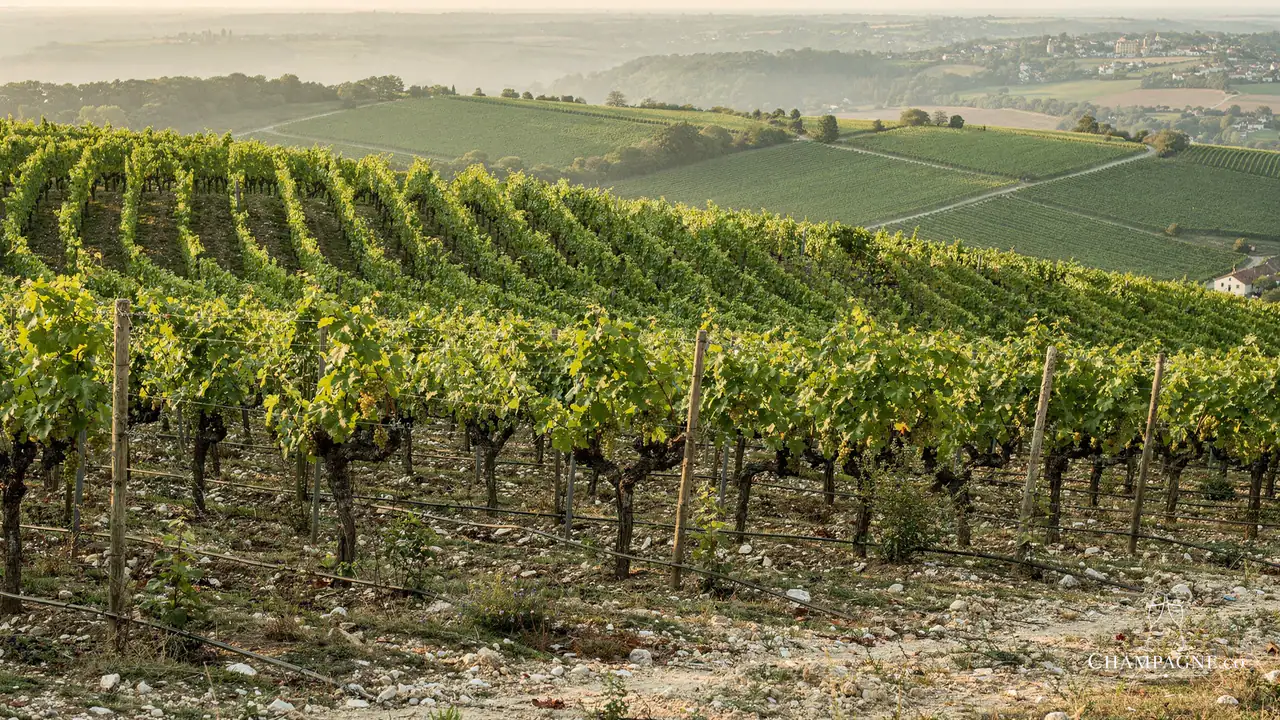 Guy Charlemagne — Champagne producer profile image.