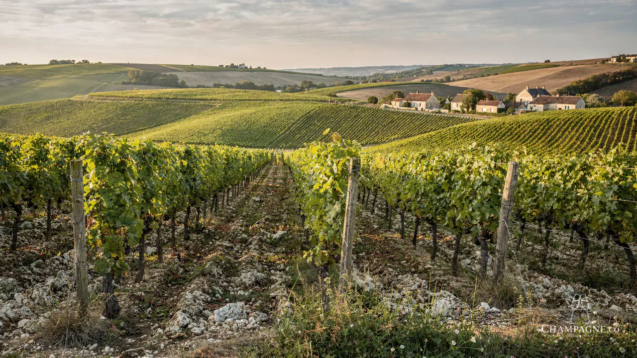 Guy Larmandier — Champagne producer profile image.