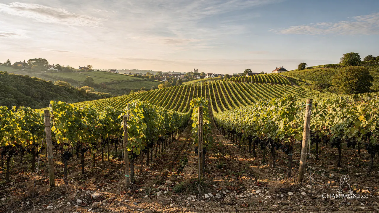 Heidsieck & Co Monopole — Champagne producer profile image.