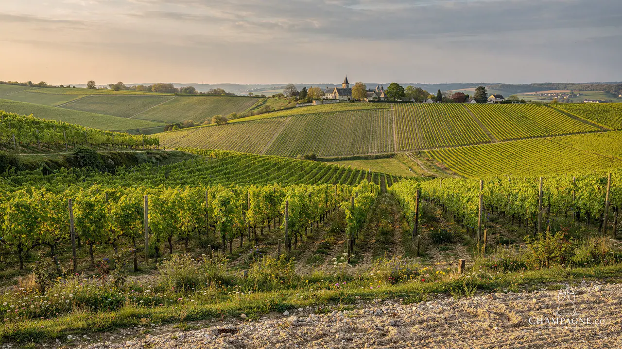 Henriot — Champagne producer profile image.