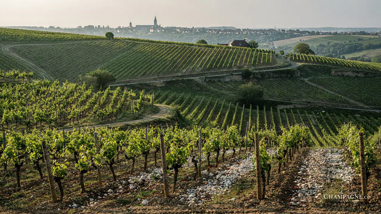 Herbert & Co — Champagne producer profile image.