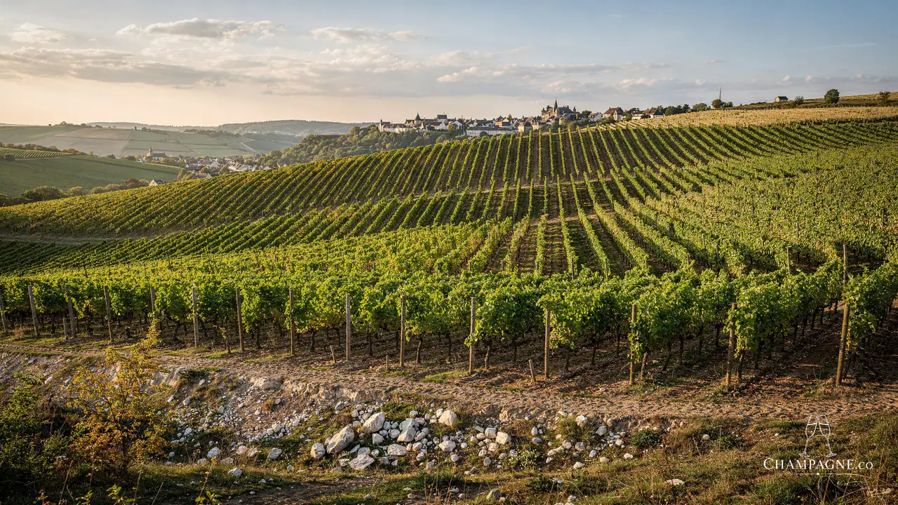 Herbert Beaufort — Champagne producer profile image.