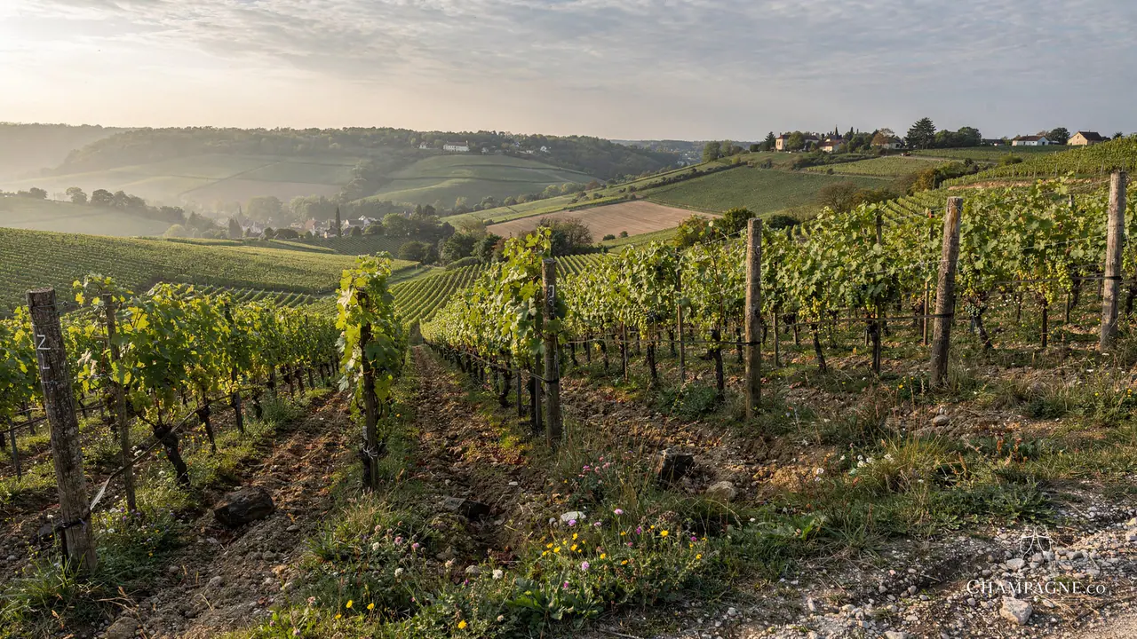 Hubert Noiret — Champagne producer profile image.