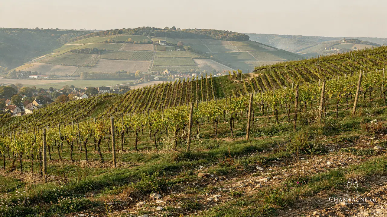 Hugues Godmé — Champagne producer profile image.