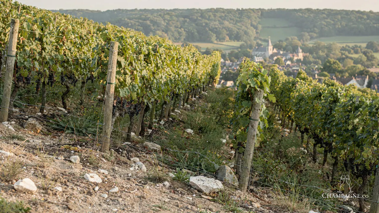 Huré Frères — Champagne producer profile image.