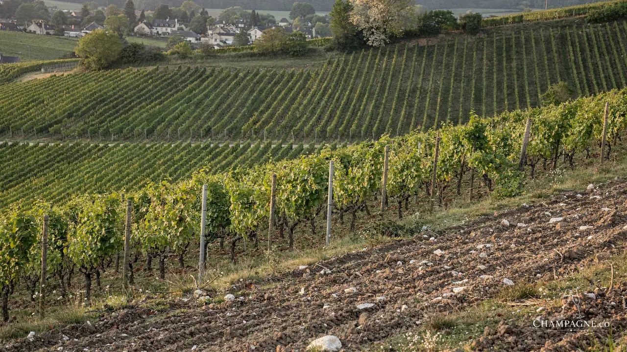 J. Dumangin Fils — Champagne producer profile image.