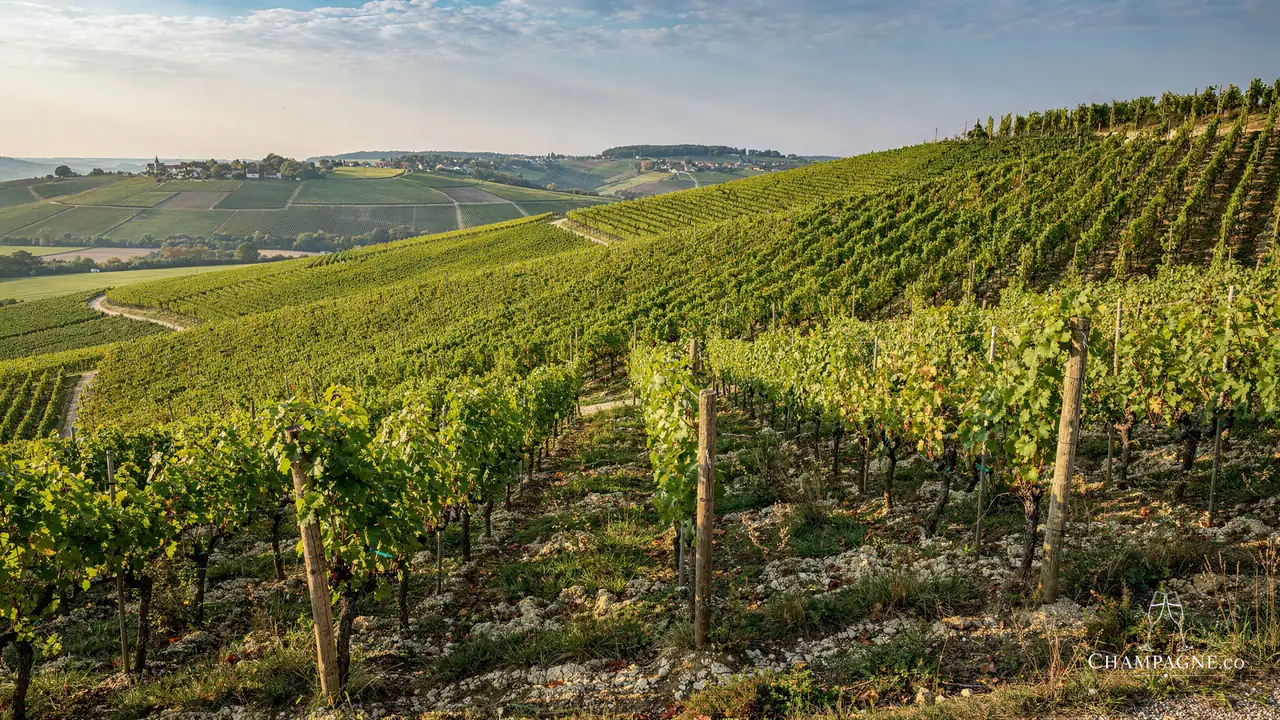 J Vignier — Champagne producer profile image.