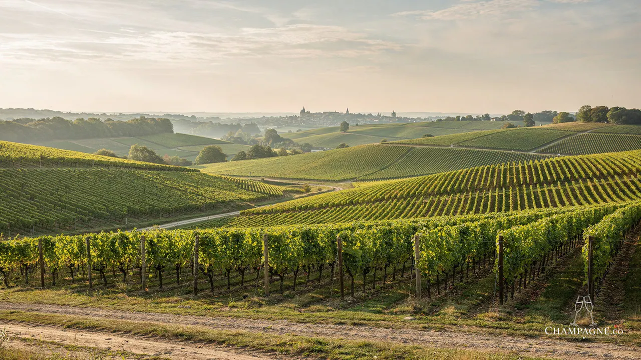 Jacquart — Champagne producer profile image.