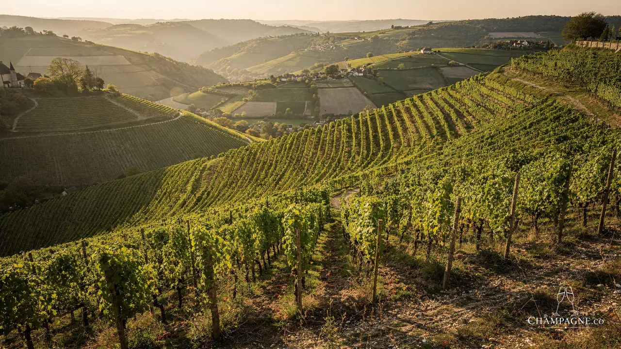 Jacques Defrance — Champagne producer profile image.