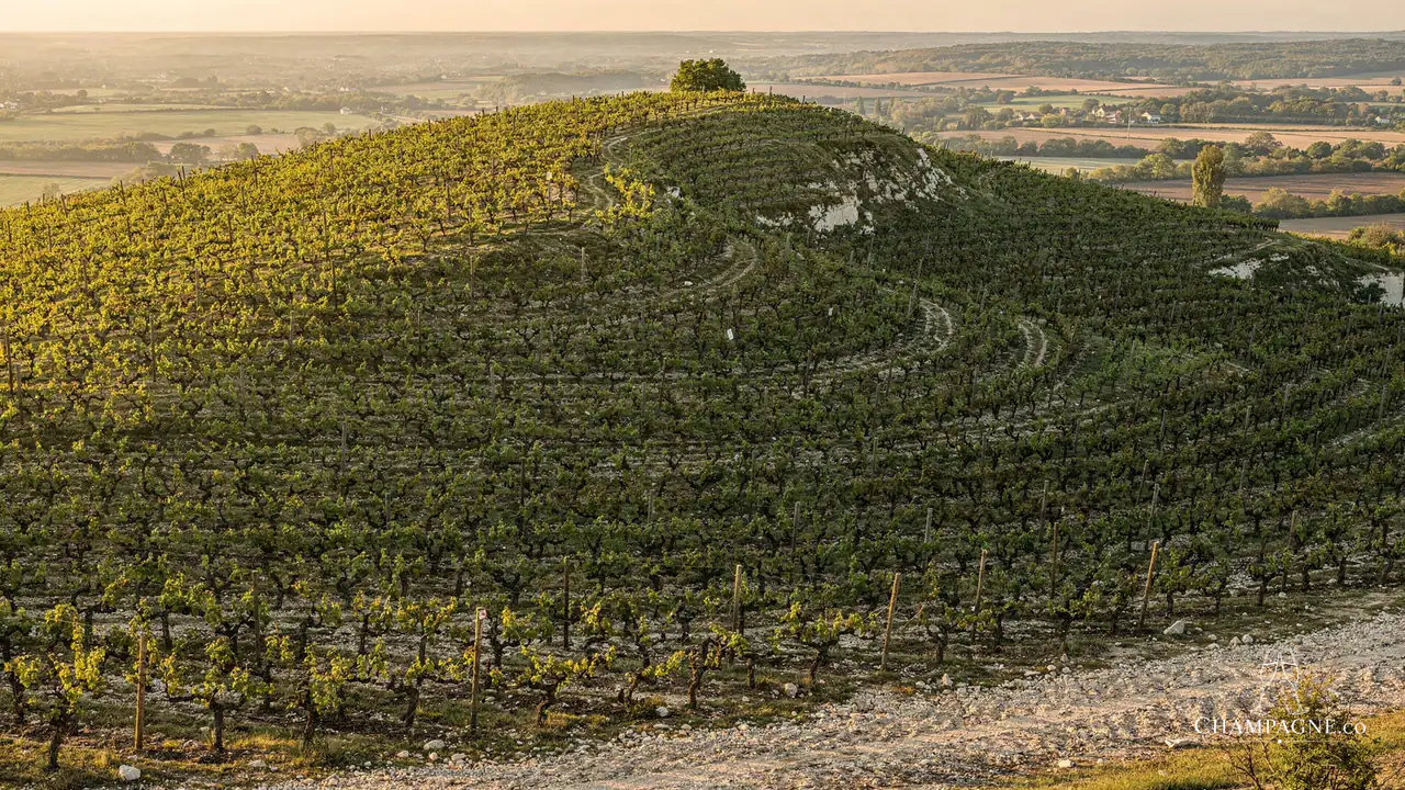 Jacques Lassaigne — Champagne producer profile image.