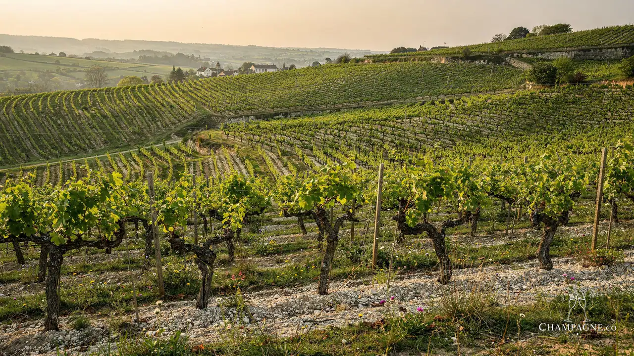 Jacques Selosse — Champagne producer profile image.