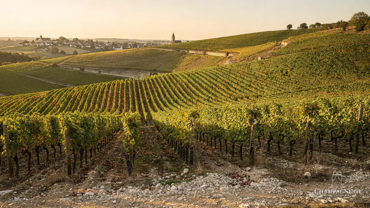 Janisson & Fils — Champagne producer profile image.