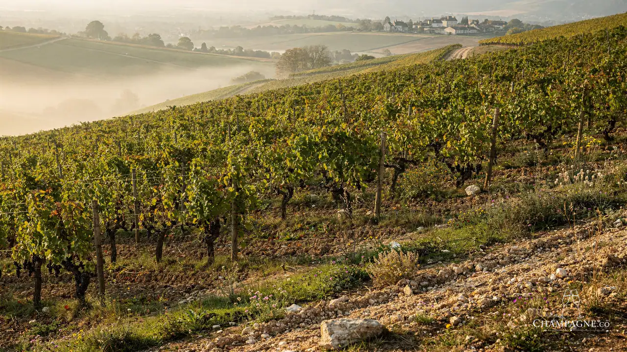 Janisson-Baradon et Fils — Champagne producer profile image.
