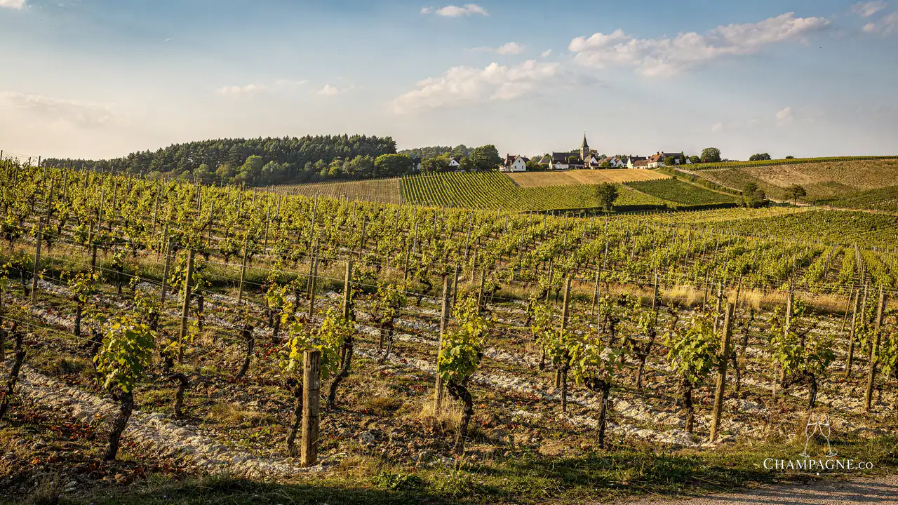 Jarry Héritage — Champagne producer profile image.