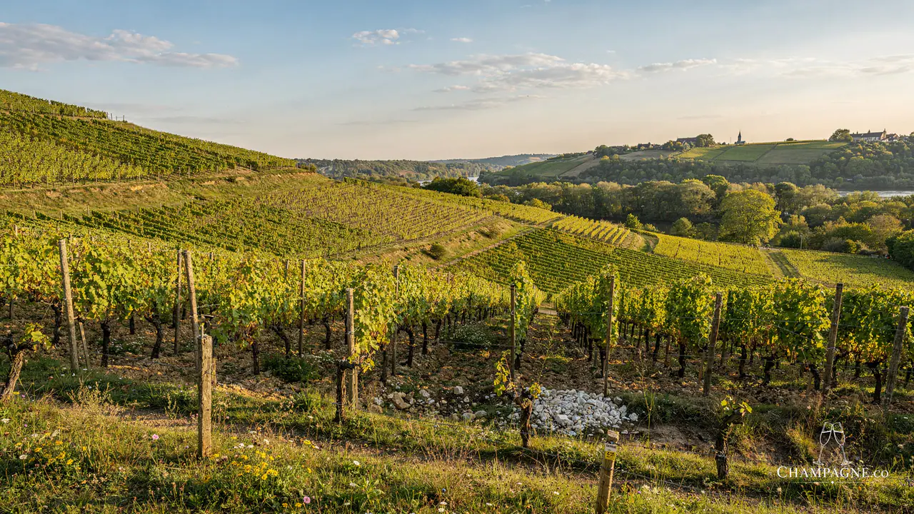 Jean Josselin — Champagne producer profile image.
