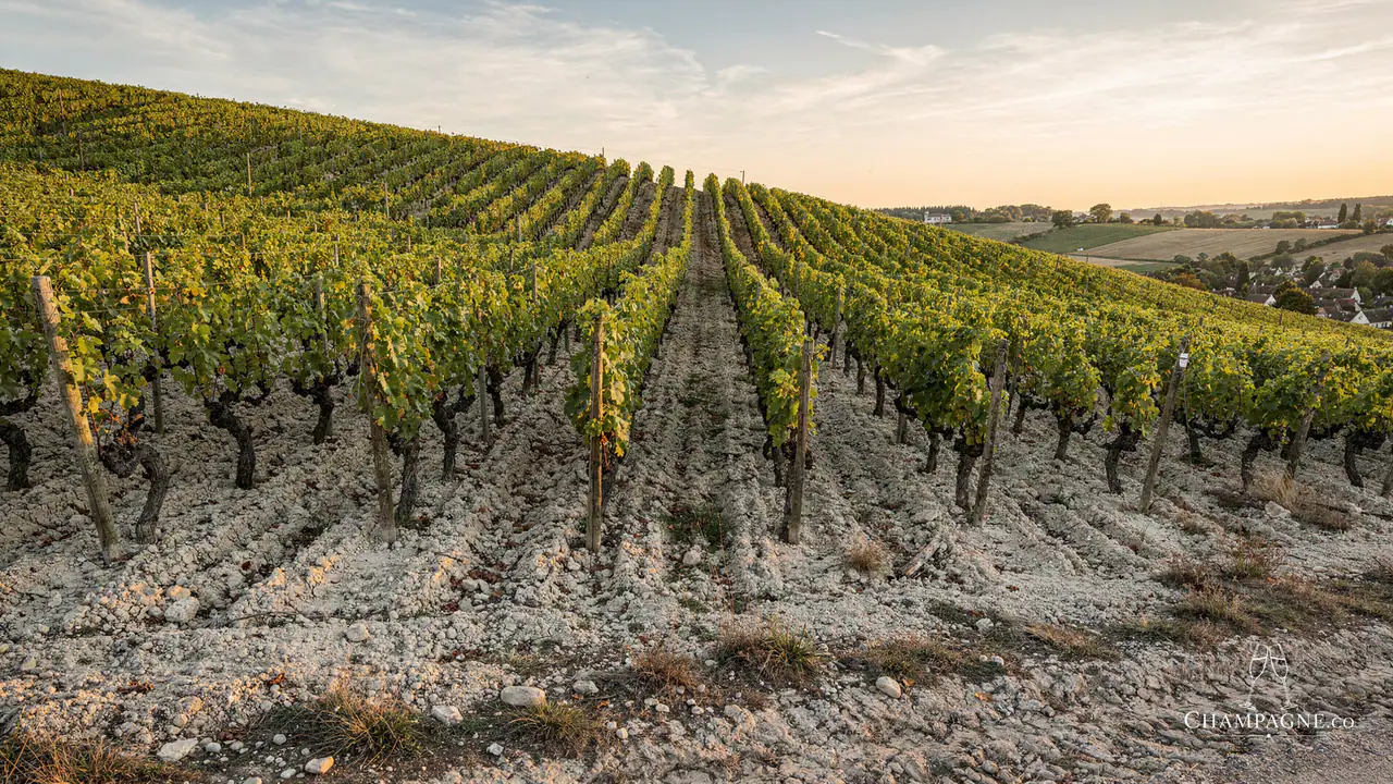 Jean Milan — Champagne producer profile image.