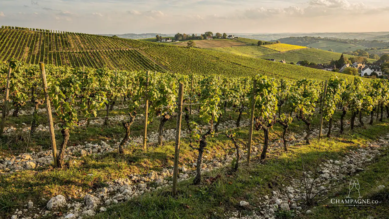 Jean Vesselle — Champagne producer profile image.