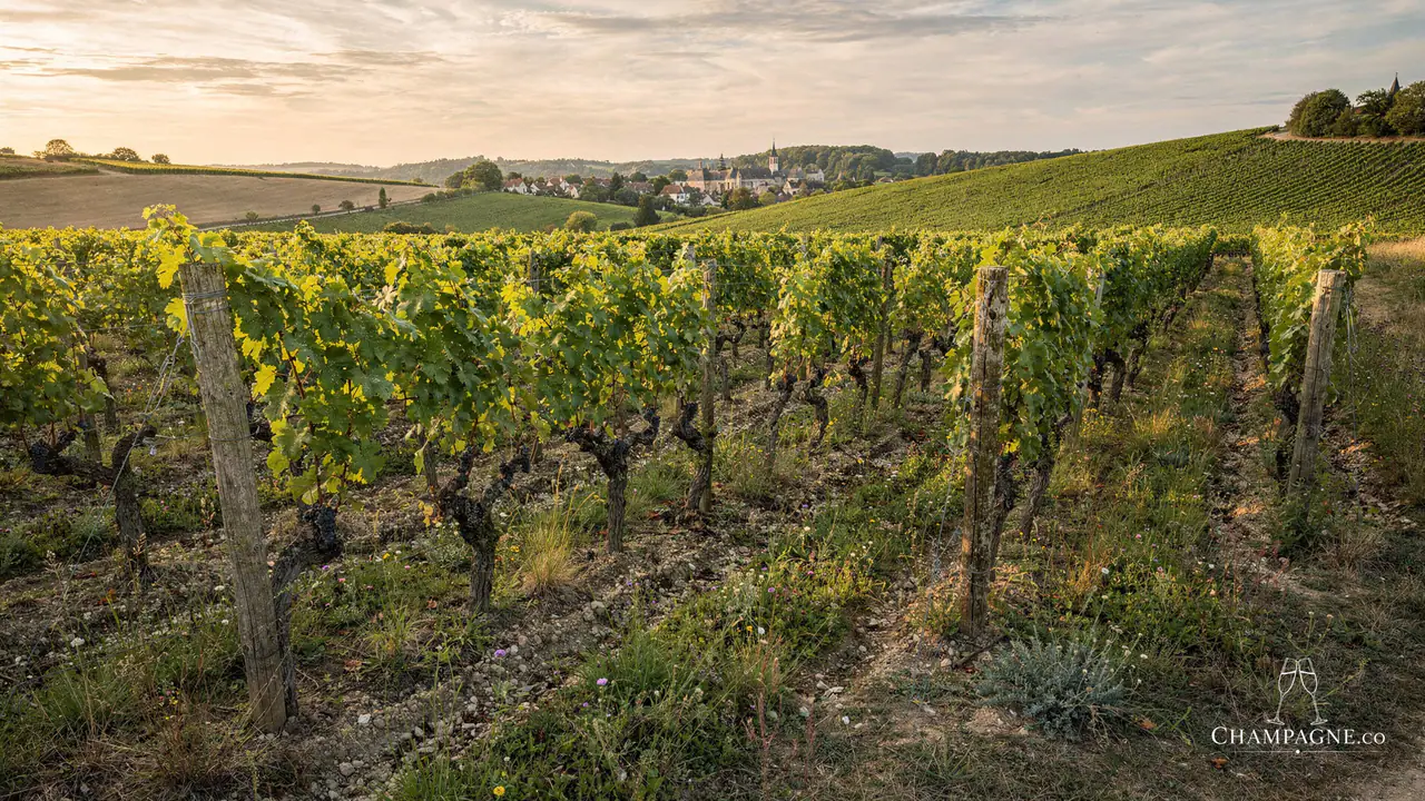 Jérôme Blin — Champagne producer profile image.