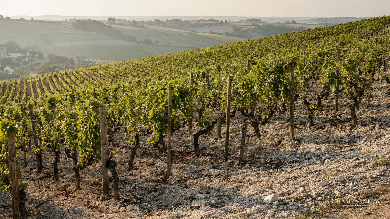 JL Vergnon — Champagne producer profile image.