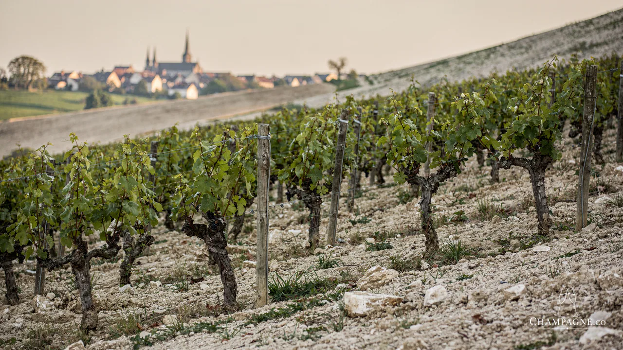 José Dhondt — Champagne producer profile image.