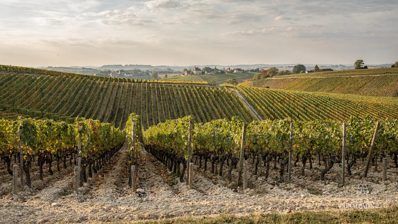 Juillet-Lallement — Champagne producer profile image.