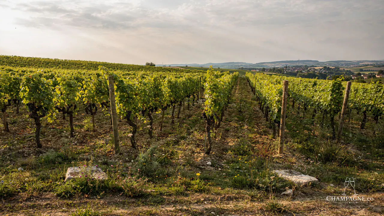 Jules Brochet — Champagne producer profile image.