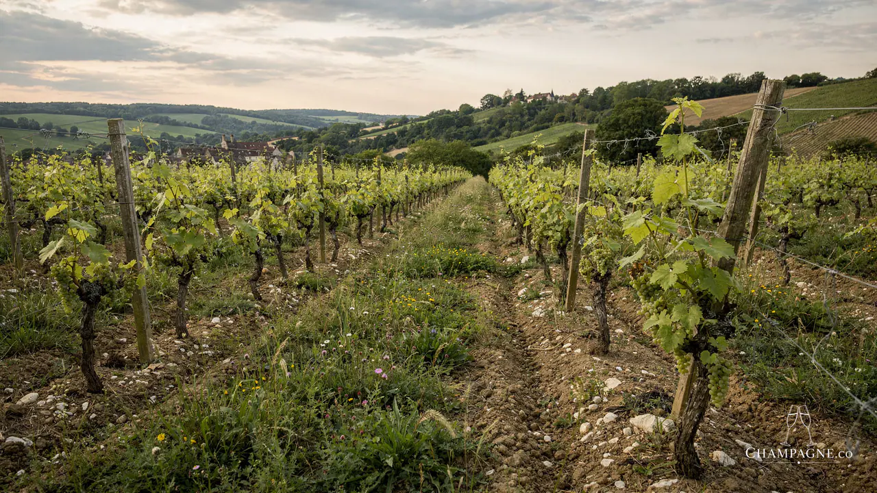 Julien Henin — Champagne producer profile image.
