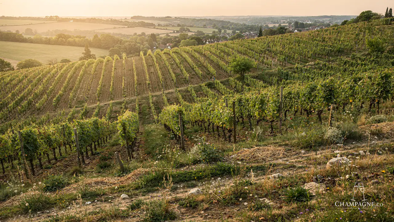 Lacourte-Godbillon — Champagne producer profile image.