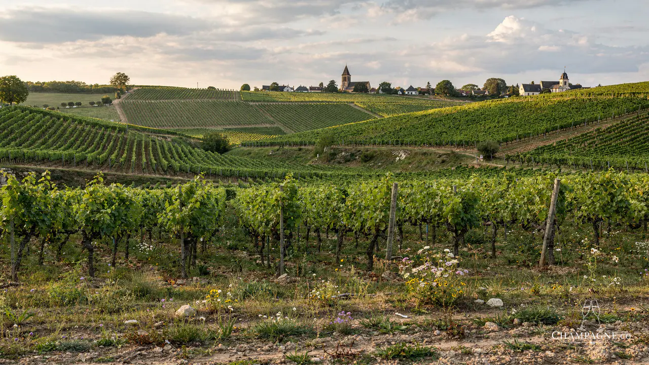 Laherte Frères — Champagne producer profile image.