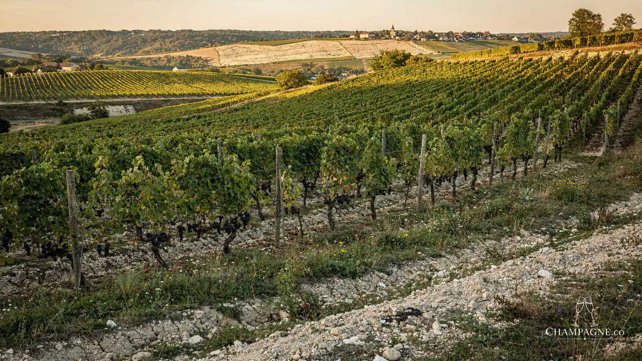 Lallier — Champagne producer profile image.