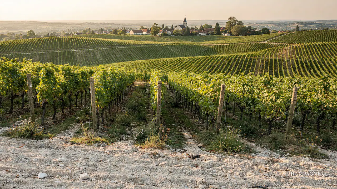 Lamiable — Champagne producer profile image.