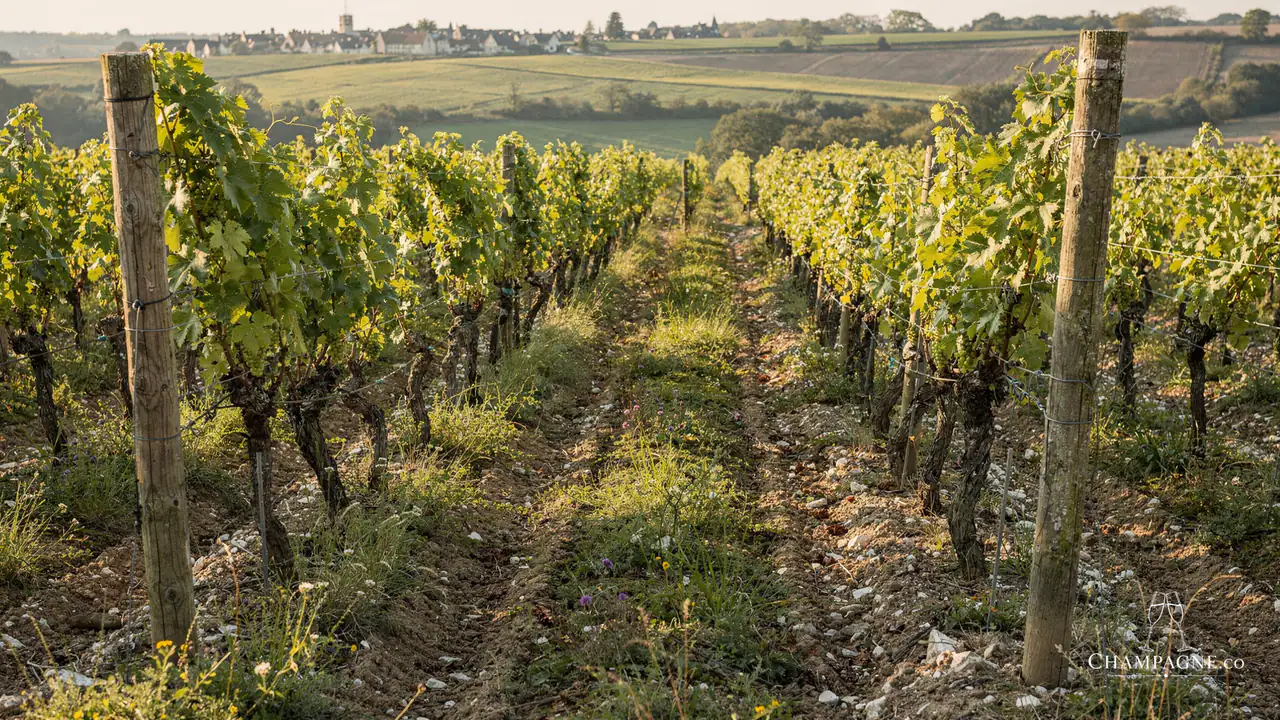 Lancelot Perceval — Champagne producer profile image.
