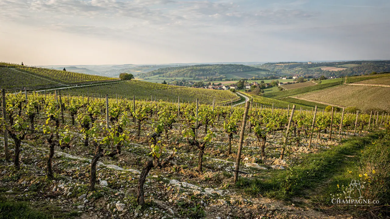 Lancelot Pienne — Champagne producer profile image.