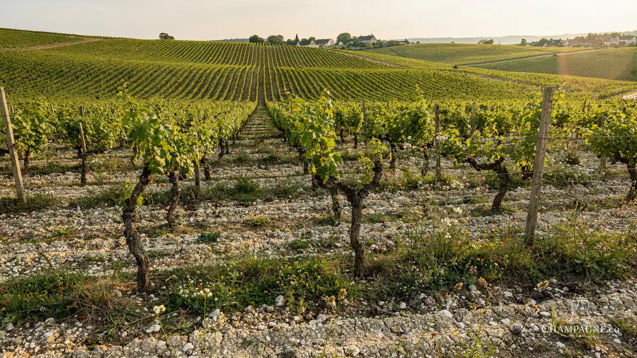 Larmandier-Bernier — Champagne producer profile image.